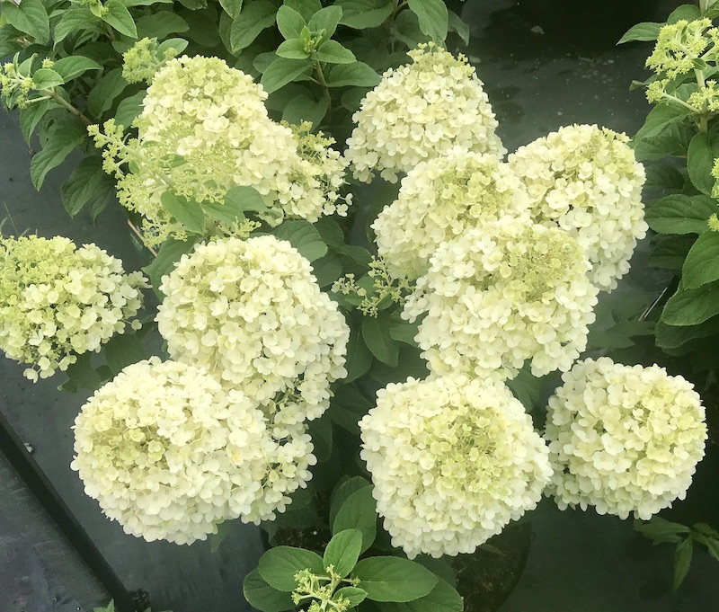 Hydrangea paniculata "Little Lime"